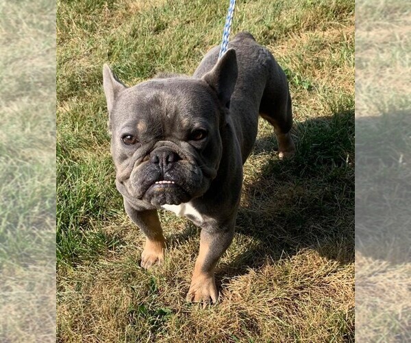 Medium Photo #1 French Bulldog Puppy For Sale in NAPPANEE, IN, USA