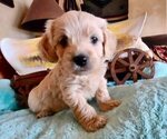 Puppy 3 Cavachon-Poodle (Miniature) Mix