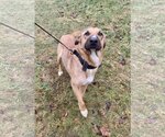 Small Photo #9 Black Mouth Cur Puppy For Sale in Columbus, IN, USA