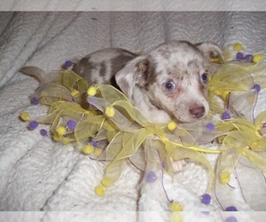 Chihuahua Puppy for sale in MADISON, MS, USA