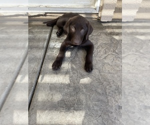 Labrador Retriever Puppy for sale in ELK GROVE, CA, USA