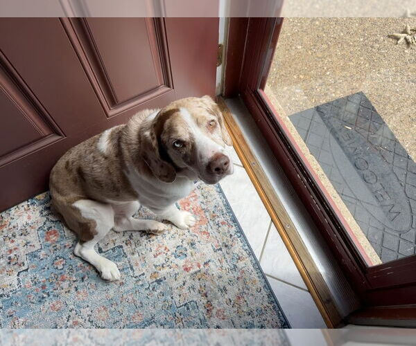 Medium Photo #6 Beagle-Unknown Mix Puppy For Sale in Springdale, PA, USA