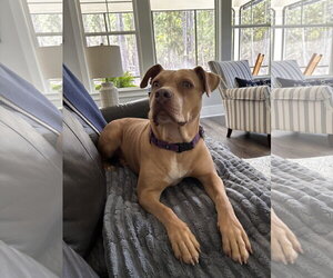 Princess Diana - Female Mutt Dog for Adoption - Photo #2