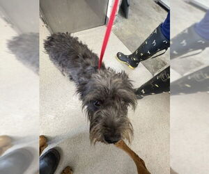 Mutt Dogs for adoption in San Bernardino, CA, USA