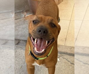 Rhodesian Ridgeback-Unknown Mix Dogs for adoption in San Diego, CA, USA