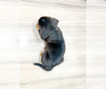 Small #3 Beaglier