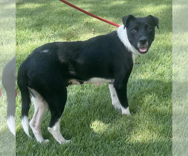 Medium Photo #4 Labrador Retriever-Unknown Mix Puppy For Sale in Yardley, PA, USA