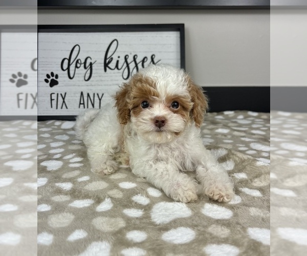 Medium Photo #4 Cavapoo Puppy For Sale in INDIANAPOLIS, IN, USA