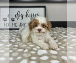 Small #3 Cavapoo
