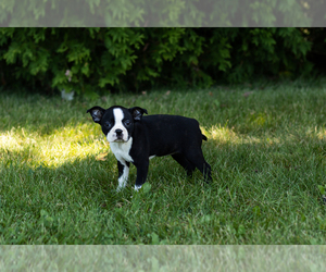 Boston Terrier Puppy for sale in MILFORD, IN, USA