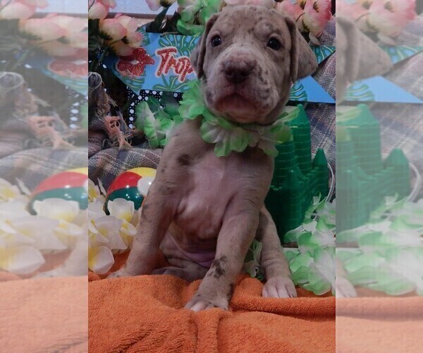 Medium Photo #80 Great Dane Puppy For Sale in SPRAGGS, PA, USA