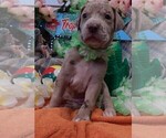 Small Photo #80 Great Dane Puppy For Sale in SPRAGGS, PA, USA