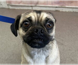 Chug Dogs for adoption in San Bernardino, CA, USA