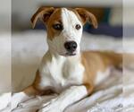 Small #4 Whippet Mix