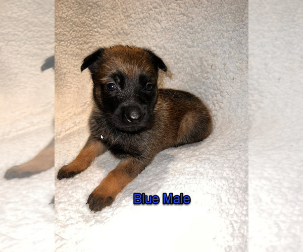 Medium Photo #9 Belgian Malinois Puppy For Sale in HOUSTON, TX, USA