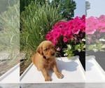 Small Photo #4 Golden Retriever Puppy For Sale in SHERIDAN, MI, USA