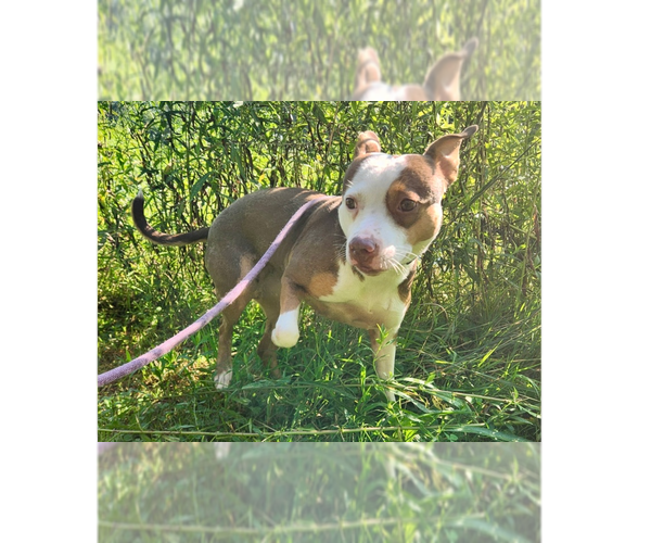 Medium Photo #2 Staffordshire Bull Terrier-Unknown Mix Puppy For Sale in Brewster, NY, USA