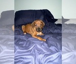 Small #1 Rhodesian Ridgeback