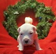 Small Photo #86 Dogo Argentino Puppy For Sale in PINEVILLE, MO, USA