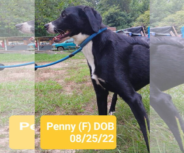 Medium Photo #2 Mutt Puppy For Sale in Farmerville, LA, USA