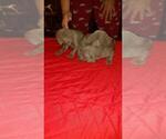 Small Photo #8 Weimaraner Puppy For Sale in PLAIN DEALING, LA, USA