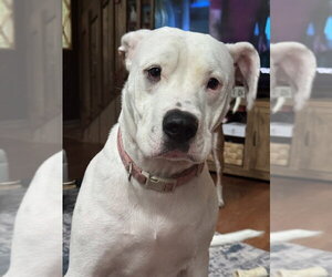 American Staffordshire Terrier-Unknown Mix Dogs for adoption in Brewster, NY, USA