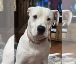 Small American Staffordshire Terrier Mix