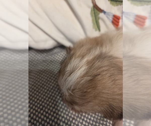 Medium Photo #49 Maltipom-Pomeranian Mix Puppy For Sale in HUDSON, MA, USA