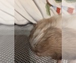 Small #48 Maltipom-Pomeranian Mix