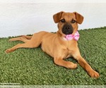 Small #1 Puggle