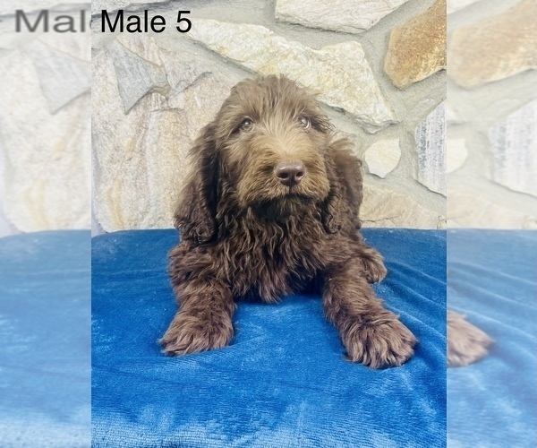 Medium Photo #6 Labradoodle Puppy For Sale in OCALA, FL, USA