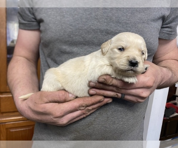 Medium Photo #2 Golden Retriever Puppy For Sale in WEAVERVILLE, NC, USA