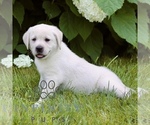 Small #3 Labrador Retriever