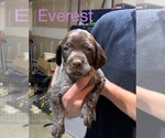 Small Photo #2 Wirehaired Pointing Griffon Puppy For Sale in LEBANON, OH, USA
