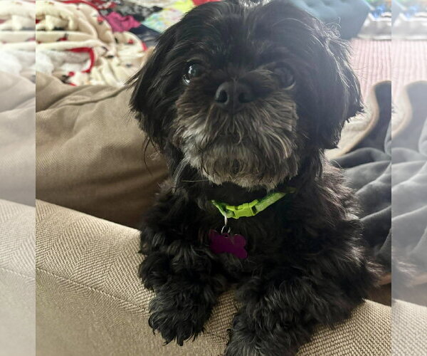Medium Photo #3 Shih Tzu Puppy For Sale in Spring Lake, NC, USA