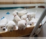 Small Photo #80 Labrador Retriever Puppy For Sale in NEW LENOX, IL, USA