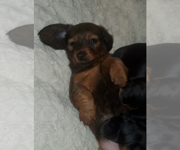 Medium Photo #5 Dachshund Puppy For Sale in MYSTIC, IA, USA