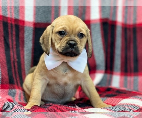 Medium Photo #9 Puggle Puppy For Sale in LAKELAND, FL, USA