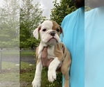 Small Photo #8 English Bulldog Puppy For Sale in SPENCER, TN, USA