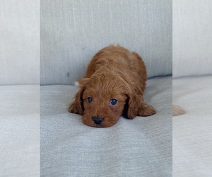 Cavapoo Puppy for sale in GULF SHORES, AL, USA