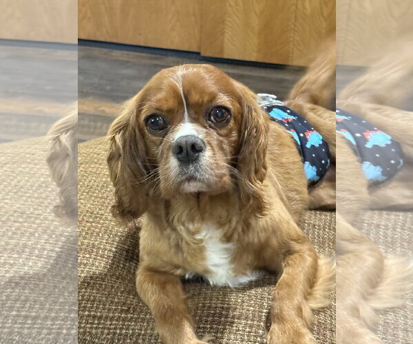 Medium Photo #2 Cavalier King Charles Spaniel Puppy For Sale in Sioux Falls, SD, USA