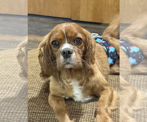 Forrest - Male Cavalier King Charles Spaniel Dog for Adoption - Photo #2