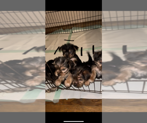 Medium Photo #4 Yorkshire Terrier Puppy For Sale in PALATKA, FL, USA