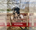 Puppy Kristoff Miniature Australian Shepherd
