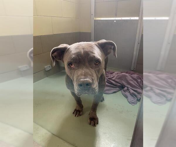 Medium Photo #1 American Pit Bull Terrier Puppy For Sale in Riverside, CA, USA