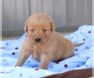 Golden Retriever Puppy for sale in BLOOMFIELD HILLS, MI, USA