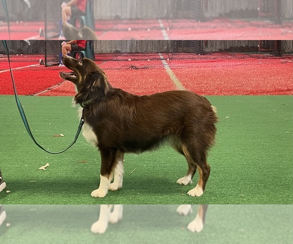 Medium Photo #1 North American Shepherd Puppy For Sale in DEVINE, TX, USA