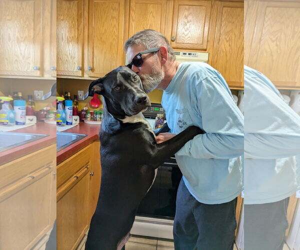 Medium Photo #6 Great Dane-Labrador Retriever Mix Puppy For Sale in Rockaway, NJ, USA
