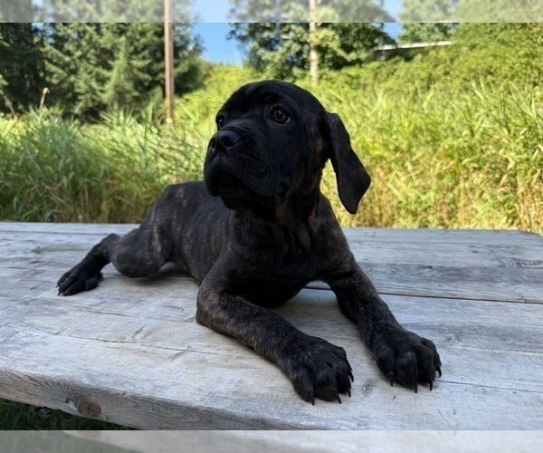 Medium Photo #5 Cane Corso Puppy For Sale in HILLSBORO, OR, USA