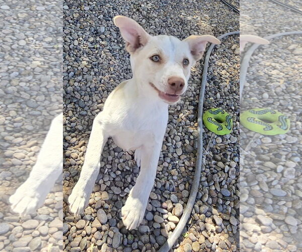 Medium Photo #3 Jack Russell Terrier-Unknown Mix Puppy For Sale in Peralta, NM, USA